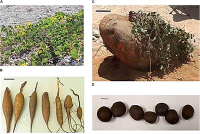 Orphan Legumes Growing in Dry Environments: Marama Bean as a Case Study